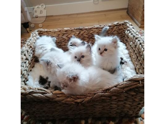 PoulaTo: Γατάκια Ragdoll
